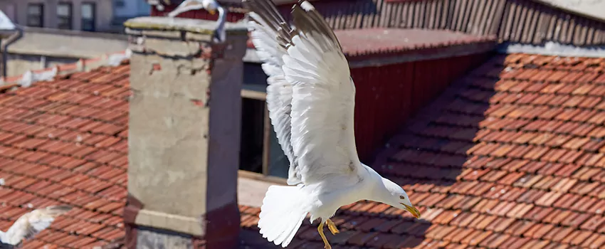 Residential Chimney Animal Removal Solution in Bradley, IL