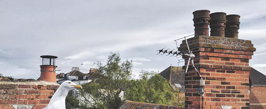 Chimney Cleaning And Restoration in Bradley, Illinois